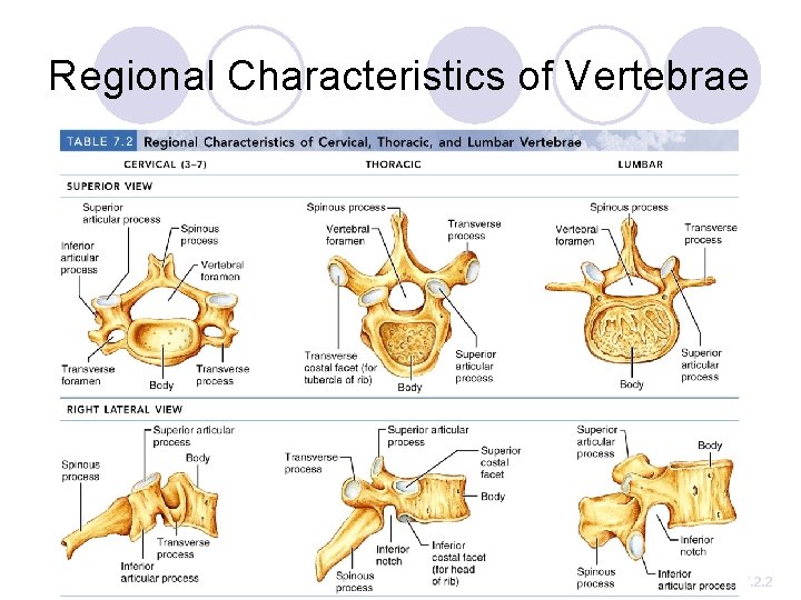 Regional Characteristics of Vertebrae Table 7. 2. 2 