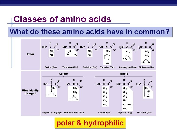 Classes of amino acids What do these amino acids have in common? polar &