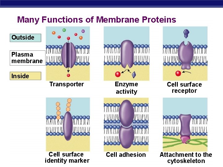 Many Functions of Membrane Proteins Outside Plasma membrane Inside Transporter Enzyme activity Cell surface