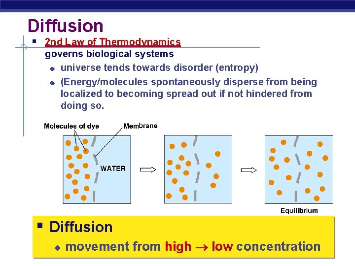 Diffusion § 2 nd Law of Thermodynamics governs biological systems u universe tends towards