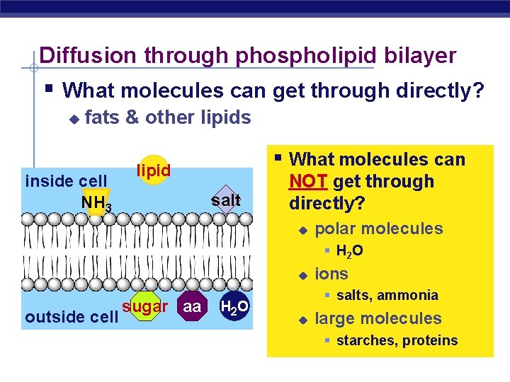 Diffusion through phospholipid bilayer § What molecules can get through directly? u fats &