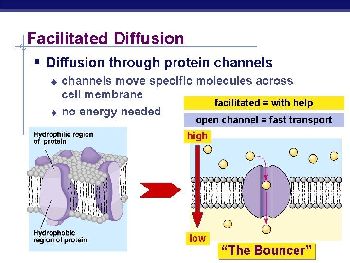 Facilitated Diffusion § Diffusion through protein channels u u channels move specific molecules across
