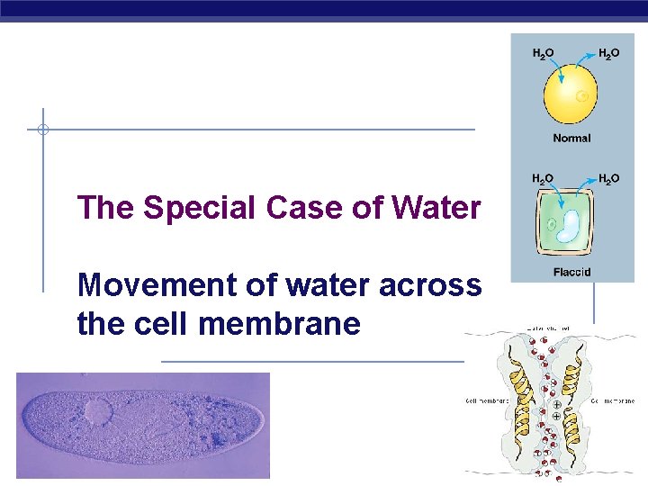 The Special Case of Water Movement of water across the cell membrane 2007 -2008