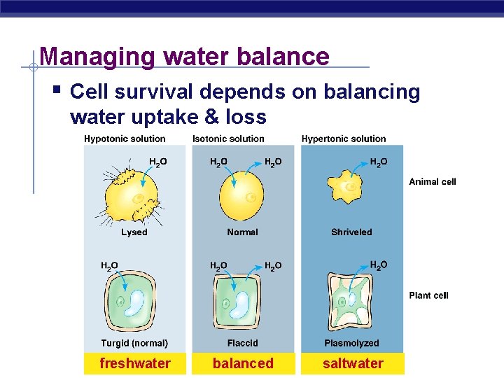 Managing water balance § Cell survival depends on balancing water uptake & loss freshwater