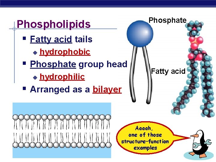 Phosphate Phospholipids § Fatty acid tails u hydrophobic § Phosphate group head u hydrophilic