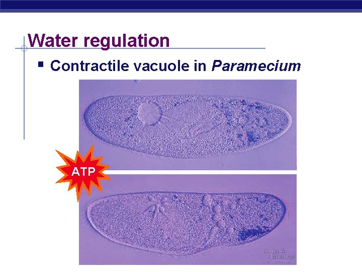 Water regulation § Contractile vacuole in Paramecium ATP 