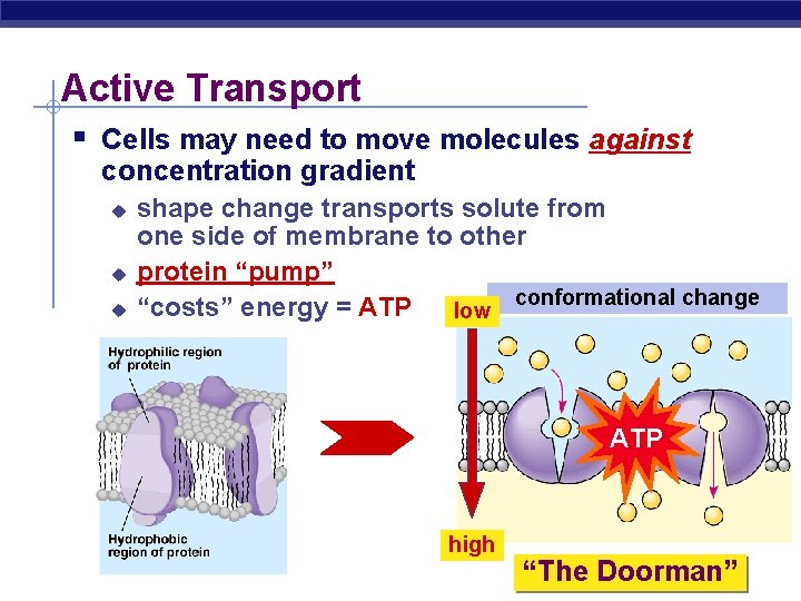 Active Transport § Cells may need to move molecules against concentration gradient u u