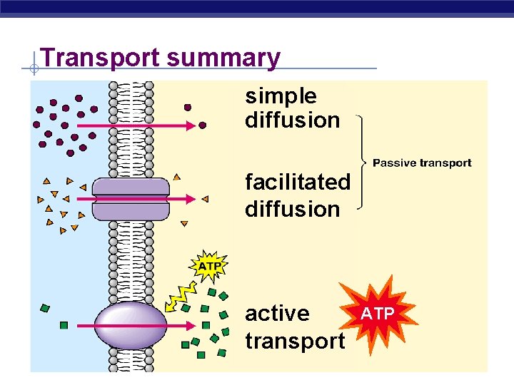 Transport summary simple diffusion facilitated diffusion active transport ATP 