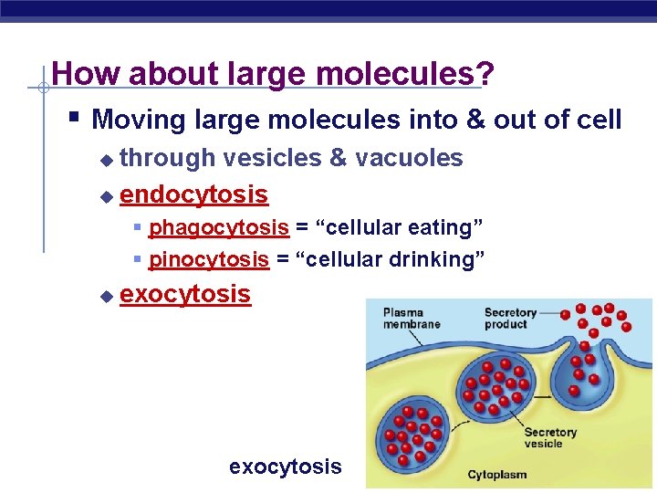 How about large molecules? § Moving large molecules into & out of cell through