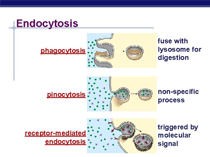 Endocytosis phagocytosis fuse with lysosome for digestion pinocytosis non-specific process receptor-mediated endocytosis triggered by