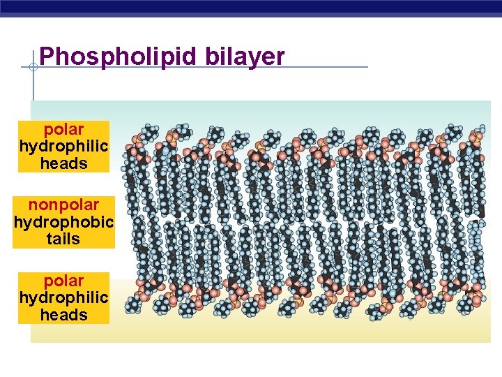 Phospholipid bilayer polar hydrophilic heads nonpolar hydrophobic tails polar hydrophilic heads 