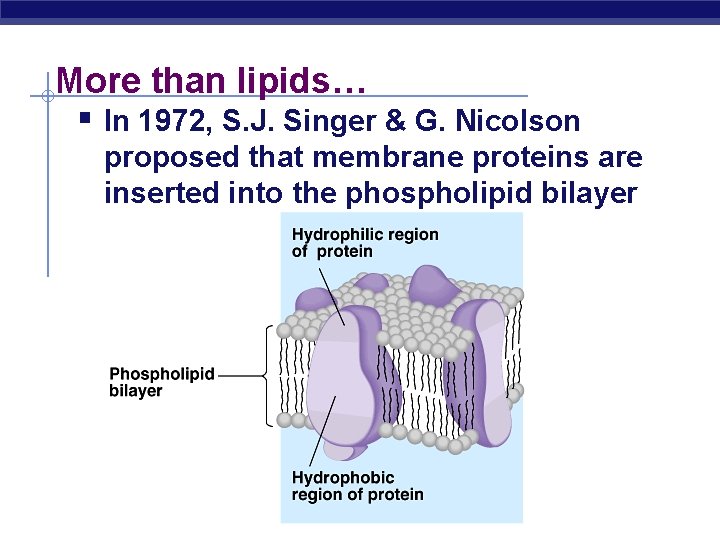 More than lipids… § In 1972, S. J. Singer & G. Nicolson proposed that