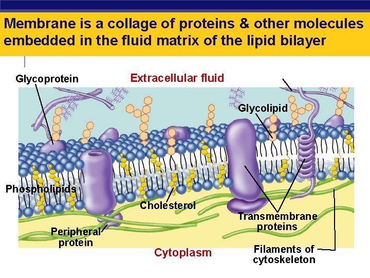 Membrane is a collage of proteins & other molecules embedded in the fluid matrix