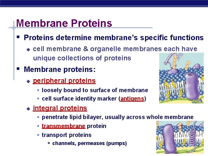 Membrane Proteins § Proteins determine membrane’s specific functions u cell membrane & organelle membranes