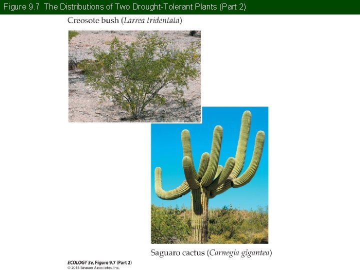 Figure 9. 7 The Distributions of Two Drought-Tolerant Plants (Part 2) 