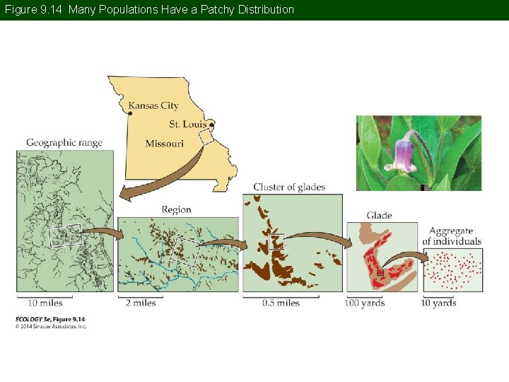 Figure 9. 14 Many Populations Have a Patchy Distribution 