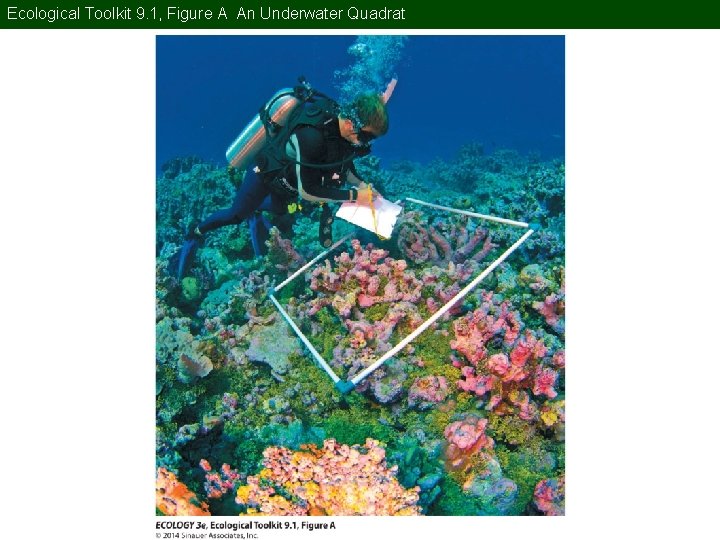 Ecological Toolkit 9. 1, Figure A An Underwater Quadrat 