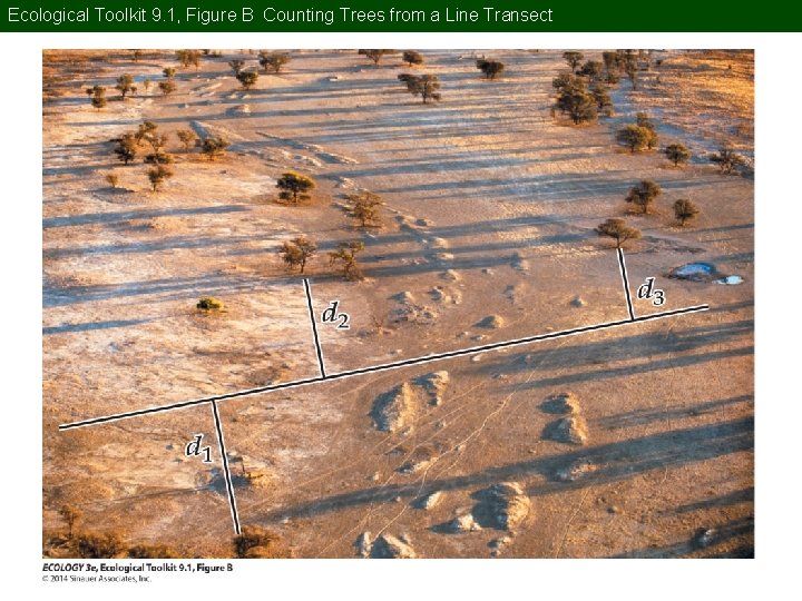 Ecological Toolkit 9. 1, Figure B Counting Trees from a Line Transect 