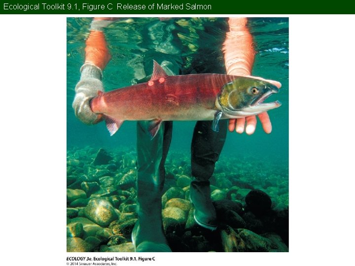 Ecological Toolkit 9. 1, Figure C Release of Marked Salmon 