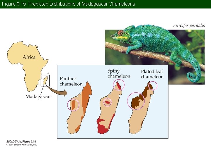 Figure 9. 19 Predicted Distributions of Madagascar Chameleons 