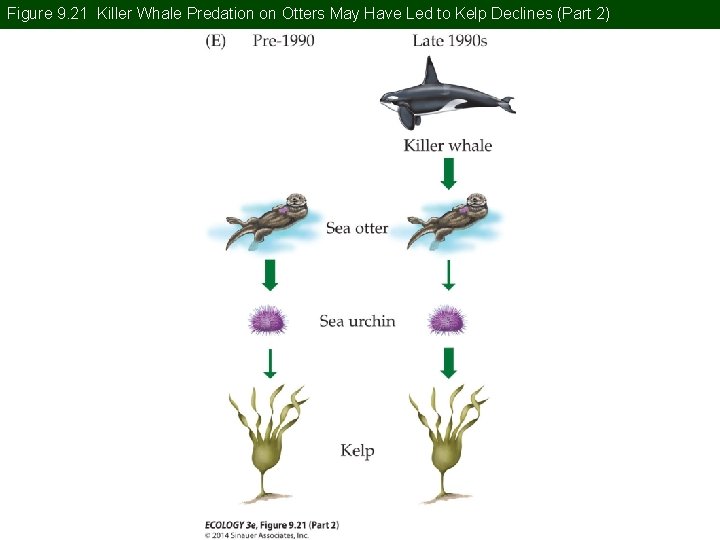 Figure 9. 21 Killer Whale Predation on Otters May Have Led to Kelp Declines