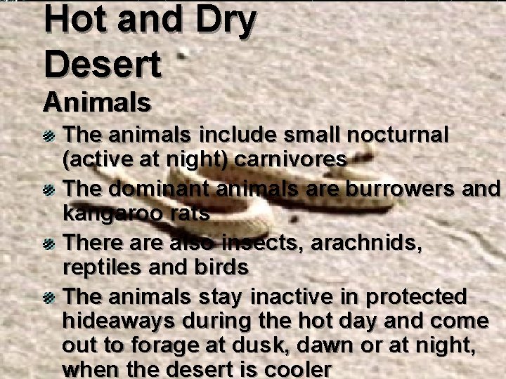 Hot and Dry Desert Animals The animals include small nocturnal (active at night) carnivores