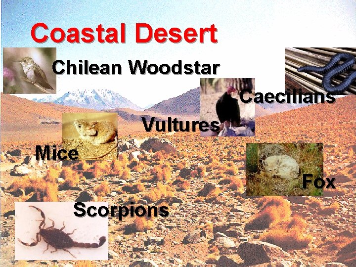 Coastal Desert Chilean Woodstar Caecilians Vultures Mice Fox Scorpions 