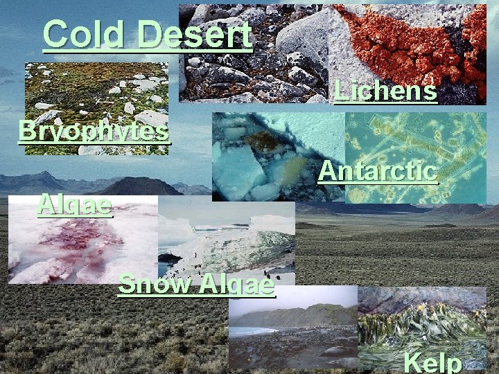 Cold Desert Lichens Bryophytes Antarctic Algae Snow Algae Kelp 