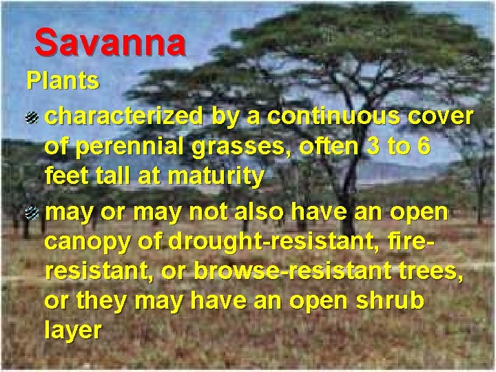 Savanna Plants characterized by a continuous cover of perennial grasses, often 3 to 6