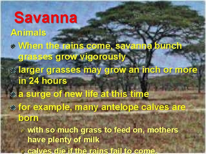 Savanna Animals When the rains come, savanna bunch grasses grow vigorously larger grasses may