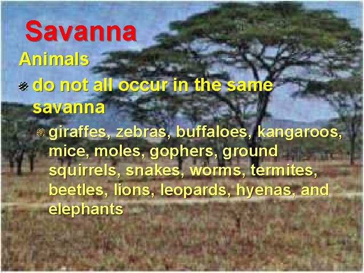 Savanna Animals do not all occur in the same savanna giraffes, zebras, buffaloes, kangaroos,