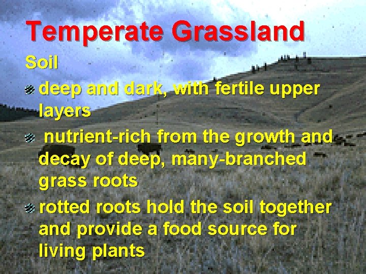 Temperate Grassland Soil deep and dark, with fertile upper layers nutrient-rich from the growth