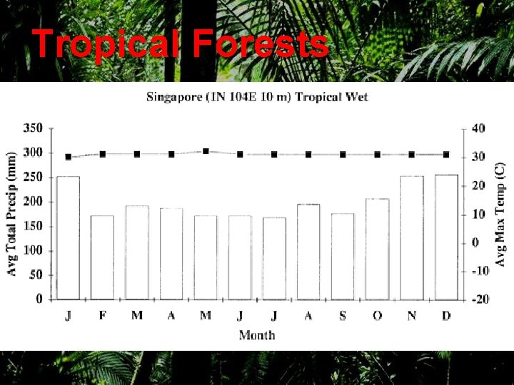 Tropical Forests 