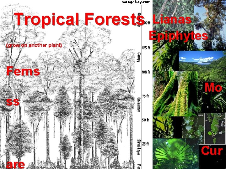  Tropical Forests Lianas Epiphytes (grow on another plant) Ferns Mo ss Cur are