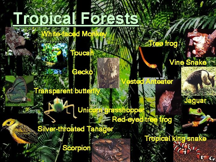 Tropical Forests White-faced Monkey Tree frog Toucan Vine Snake Gecko Vested Anteater Transparent butterfly