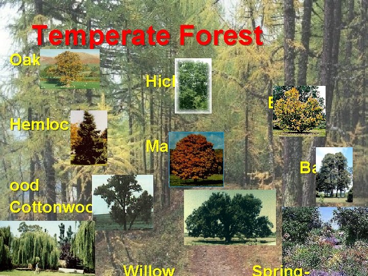 Temperate Forest Oak Hickory Beech Hemlock Maple Bassw ood Cottonwood Elm 