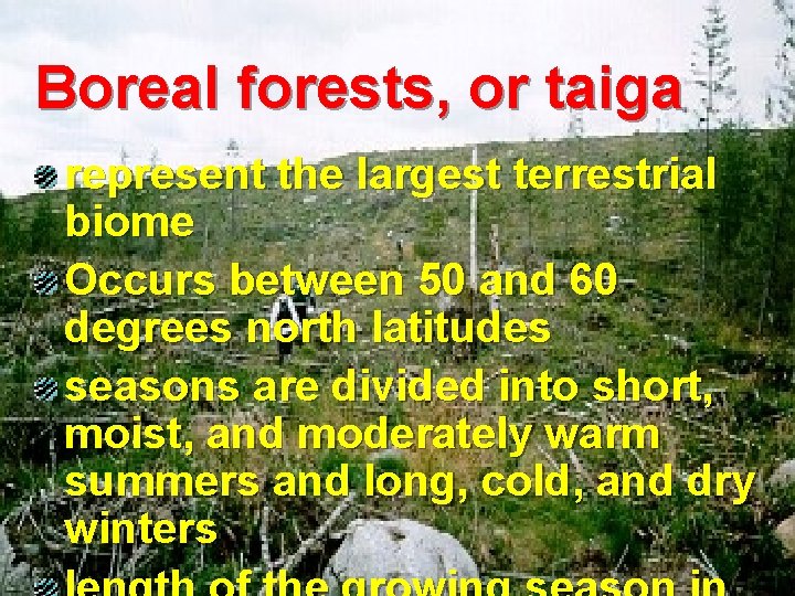 Boreal forests, or taiga represent the largest terrestrial biome Occurs between 50 and 60