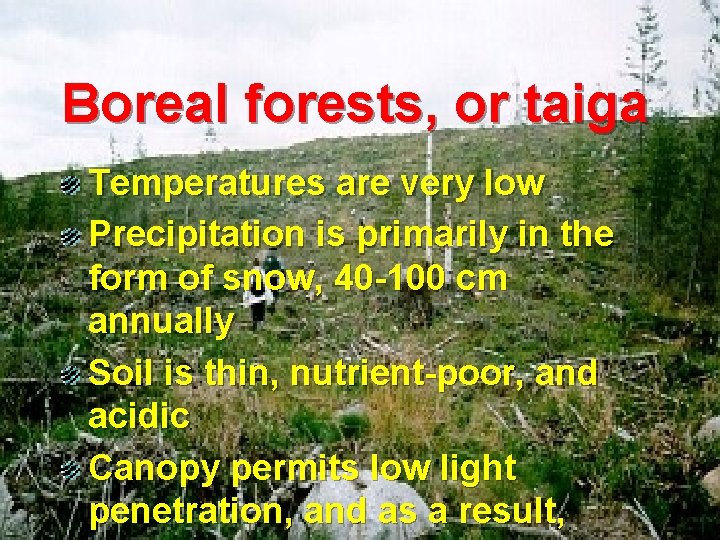 Boreal forests, or taiga Temperatures are very low Precipitation is primarily in the form