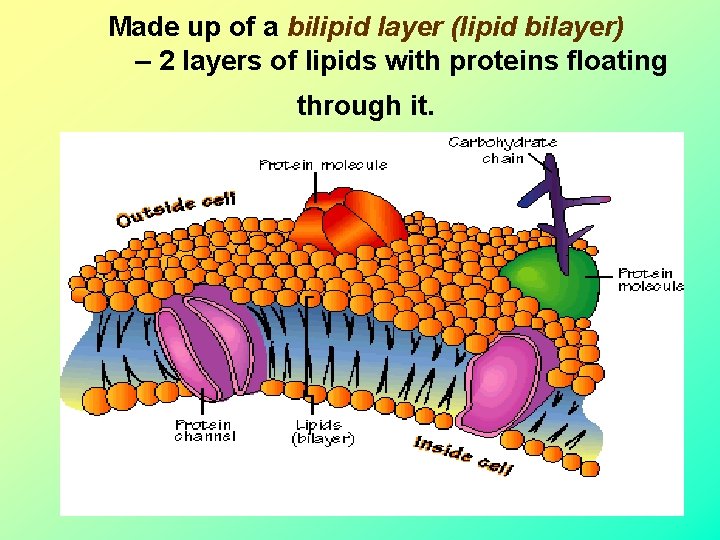 Made up of a bilipid layer (lipid bilayer) – 2 layers of lipids with Made up of a bilipid layer (lipid bilayer) – 2 layers of lipids with
