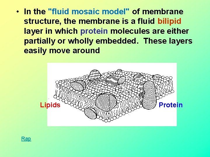  • In the "fluid mosaic model" of membrane structure, the membrane is a