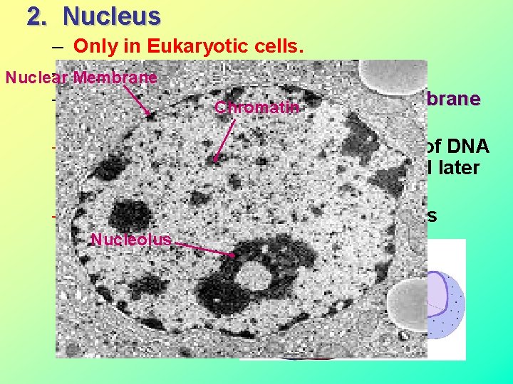 2. Nucleus – Only in Eukaryotic cells. – *Stores hereditary information. Nuclear Membrane –