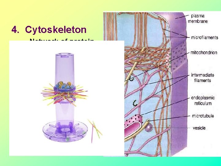 4. Cytoskeleton - Network of protein strands that provide support and mobility of organelles 4. Cytoskeleton - Network of protein strands that provide support and mobility of organelles