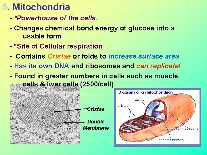 5. Mitochondria - *Powerhouse of the cells. - Changes chemical bond energy of glucose