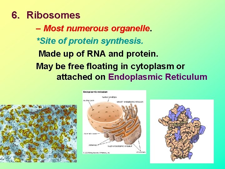 6. Ribosomes – Most numerous organelle. *Site of protein synthesis. Made up of RNA