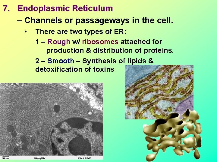 7. Endoplasmic Reticulum – Channels or passageways in the cell. • There are two