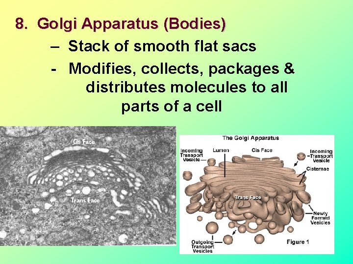 8. Golgi Apparatus (Bodies) – Stack of smooth flat sacs - Modifies, collects, packages