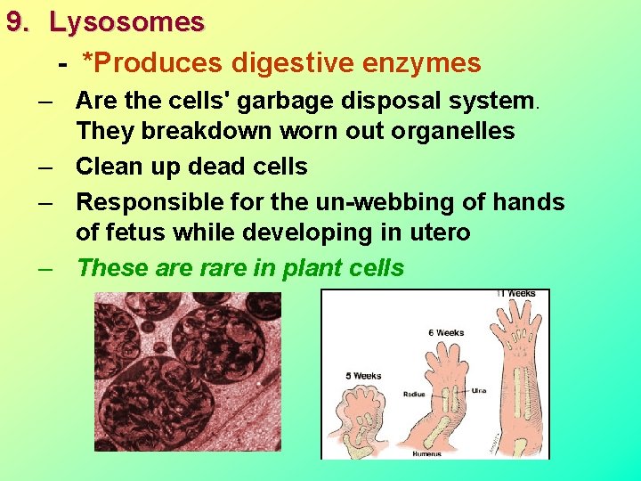9. Lysosomes - *Produces digestive enzymes – Are the cells' garbage disposal system. They 9. Lysosomes - *Produces digestive enzymes – Are the cells' garbage disposal system. They