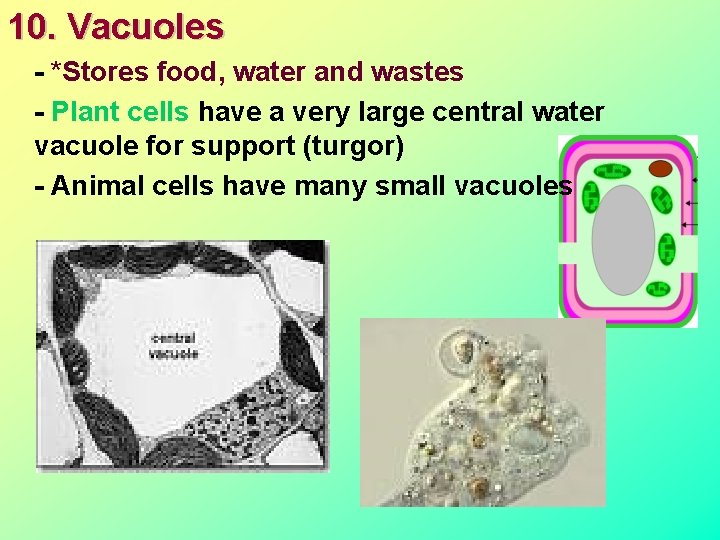 10. Vacuoles - *Stores food, water and wastes - Plant cells have a very 10. Vacuoles - *Stores food, water and wastes - Plant cells have a very