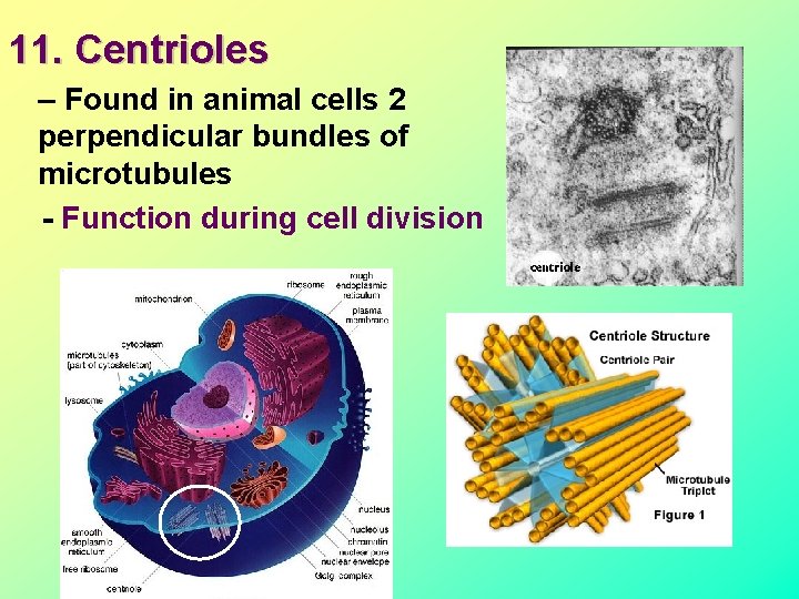 11. Centrioles – Found in animal cells 2 perpendicular bundles of microtubules - Function