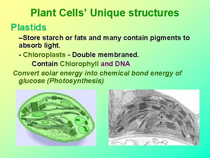 Plant Cells’ Unique structures Plastids –Store starch or fats and many contain pigments to